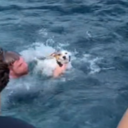 Boaters Save Puppy Stranded In The Middle Of The Ocean