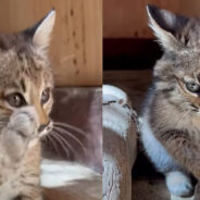 Bobcat Kitten Found and Rescued in Santa Cruz Mountains