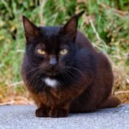 Campus Cat Becomes Buddies with Professor, Who Adopts Him Just Before Winter