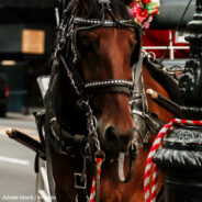 Carriage Horse Collapses On Hot Day In New York City Causing Widespread Outrage