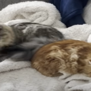 Cat Brothers Compete In Race To Their Food Bowls