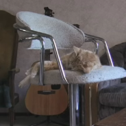 Cat Can Sleep Through Anything Except This One Sound