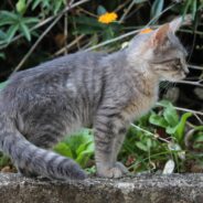 Cat Hides Under Car and Becomes Fast Friends with its Owner