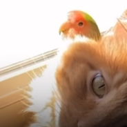 Chicken The Love Bird Becomes BFFs With The Family Cat