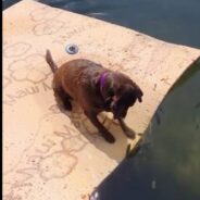 Chocolate Lab Puppy Steals Hearts By “Observing The Fishes” In Precious Video