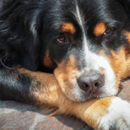 Community Comes Together To Give Dying Dog One Final Snow Day