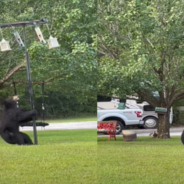 Confused Black Bear Attempts To Use Bird Feeder And Can’t Figure It Out