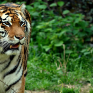 Conservation Group Finds Tiger Population Is 40% Larger Than Previously Thought