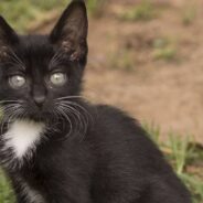 Construction Worker and Motorist Help Rescue Kitten From Busy Road Work Zone