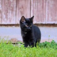 Couple Rescues ‘Kitten That Won’t Stop Crying,’ Gets Him to the Vet Just in Time