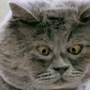 Cross-Eyed Rescue Cat Goes Viral For His Cartoonish Looks