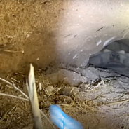 Curious Pups Crawl Into Den, Get Stuck For Hours When Giant Tortoise Blocks The Exit