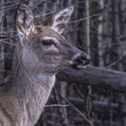 Disease Causing ‘Zombie Deer’ Sparks Panic Among Ohio Residents