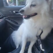 Distressed Dog Rescued From Hot Car Adopted By One Of The Responding NYPD Officers