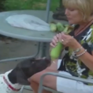 Dog Helps Owner Shuck Corn