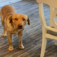 Dog Prays With Dad Before Eating His Meal