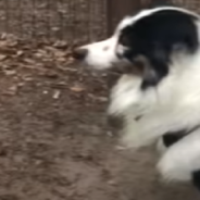 Dog Tries To Mimic Wolf’s Howl At The Zoo