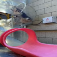 Dogs Have A Blast Going Down Their Own Twisty Outdoor Slide