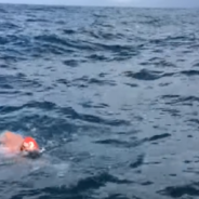 Dolphins Protect Unsuspecting Swimmer From Great White Shark