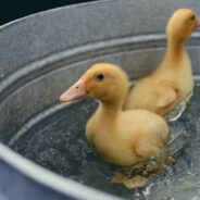 Ducklings Follow Their Golden Best Friend Around In This Adorable Video