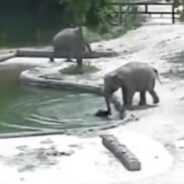 Elephants Rush Into Pool To Save Baby Elephant From Drowning In Viral Video