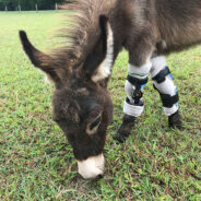 Ella, the mini donkey that could!