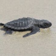 Endangered Sea Turtles Are Nesting in Louisiana Islands for First Time Since the 1940s