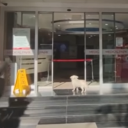 Faithful Dog Waits 6 Days Outside The Hospital For Her Sick Dad