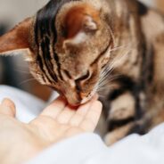 Five Fun Tricks Cats Can Learn and How to Train Them