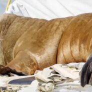 Freya The Walrus Is Euthanized In Norway, Sparking Global Outrage