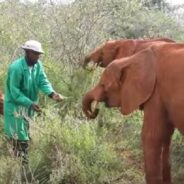 Friends are a Big Help to Orphaned Elephants to Survive after Their Return to the Wild