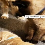 Go on, Take a Break! Cat Tells a Dog Mama as He Volunteers to Babysit Her Puppy