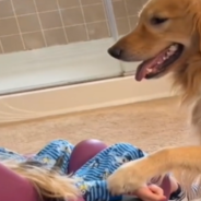 Golden Retriever Gently Comforts Family’s Disabled 4-Year-Old Daughter