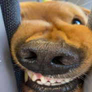 Golden Retriever Tries His Best To Get His Mom’s Chips On The Train