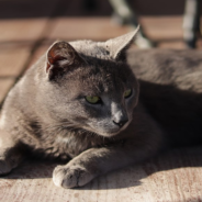 ‘Guard Cat’ Reportedly Stops An Armed Robbery