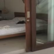 Guest Walks Into Hotel Room And Finds Stray Cat Sleeping In Their Bed