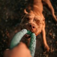 Guide to How to Train a Pit bull and Why It Is So Important