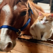 Horse And Cat Become BFFs