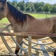 Horse Owner Baffled When She Finds Filly Stuck In Hay Feeder And Calls For Help