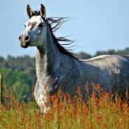 Hot And Windy Weather Impacts Horse’s Mood, Study Finds