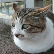 House Cat Becomes Hero After Saving Woman Having A Heart Attack