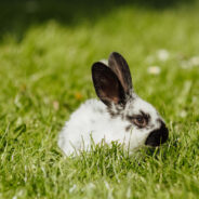 How Being Dumped was the Best Thing that Happened to this Bunny