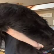 How Do I Love Thee, Let Me Count the Weight! Says Fur Mom to Her 9 Newfie Dogs