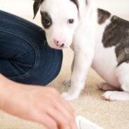 How to Get Dog Pee Out of Your Carpet