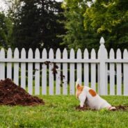 How to Stop Your Dog from Digging