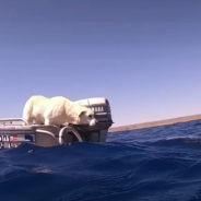 Labrador Retriever Meets Curious Whale Shark In Australia