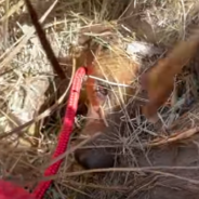 Mama And Puppy Buried Under Garbage Make It Out Just In Time