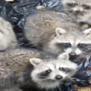 Man Helps ‘Fat’ Racoons Escape The Dumpster After They Ate Too Much And Got Stuck