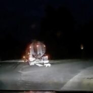 Man Witnesses Truck Driver Dumping Dog On Road Late At Night And Stops To Rescue Her