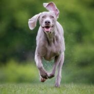 Meet Dogdom’s “Gray Ghost” — the Versatile Weimaraner